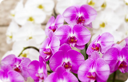 安さの秘密は産地直送